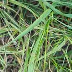 Bromus sterilis Leaf