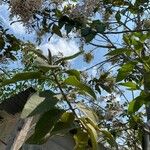 Cordia alliodora Hoja