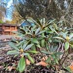 Rhododendron yakushimanum Leaf