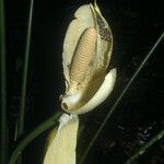 Cyclanthus bipartitus Flower