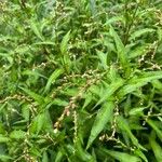 Persicaria hydropiper पत्ता