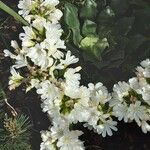 Lewisia cotyledon Fleur