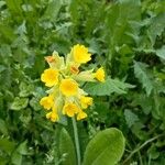 Primula veris Λουλούδι