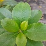 Rhodocactus grandifolius Leaf