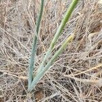 Albuca abyssinica Liść