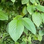 Cornus rugosa Feuille