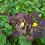 Oxalis corniculata 花