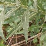 Carthamus caeruleus 葉