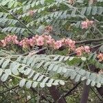 Cassia roxburghii ফুল