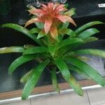 Guzmania lingulata পাতা