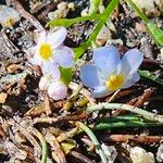 Myosotis scorpioides Квітка