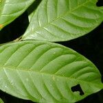 Coccoloba acuminata পাতা