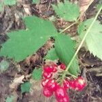 Actaea rubra Frucht