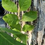 Populus balsamifera 葉