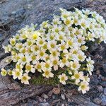 Saxifraga muscoides Habitus