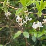 Lonicera fragrantissima عادت