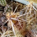 Cylindropuntia echinocarpa ᱥᱟᱠᱟᱢ