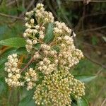 Baccharis latifolia Kvet