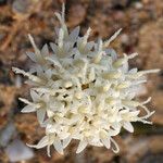 Chaenactis carphoclinia Flower