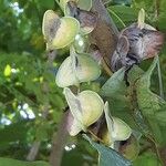 Dioscorea villosa 果實