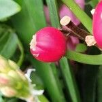 Clivia nobilis Fruit