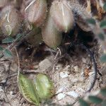 Astragalus caprinus Plod