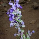 Trichostema parishii Flower