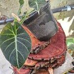 Alocasia reginula पत्ता