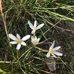 Ornithogalum gussonei Flor