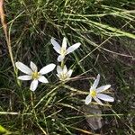 Ornithogalum gussonei Fleur