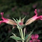 Mimulus lewisii Květ