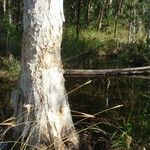 Melaleuca leucadendra Bark