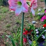 Hippeastrum reginaeΛουλούδι