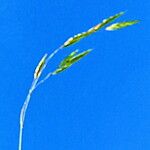 Festuca varia Bloem