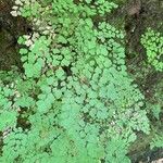 Adiantum raddianum পাতা