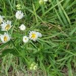 Erigeron philadelphicusVirág