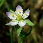 Spergularia media Flower