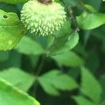 Euonymus americanus Frukt