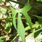 Ipomoea cristulata Frunză