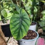 Alocasia clypeolata Leaf