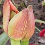 Hippeastrum puniceum Floare