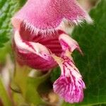 Lamium orvala Flower