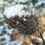 Cirsium ferox Vrucht