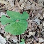 Sanguinaria canadensis Лист