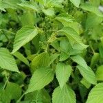 Boehmeria cylindrica Листок