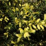 Acacia oxycedrus Virág