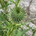 Cirsium vulgare Цвят