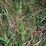 Spiranthes aestivalis Other