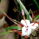 Freycinetia graminifolia Blüte