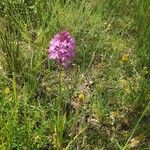 Anacamptis pyramidalisFlor